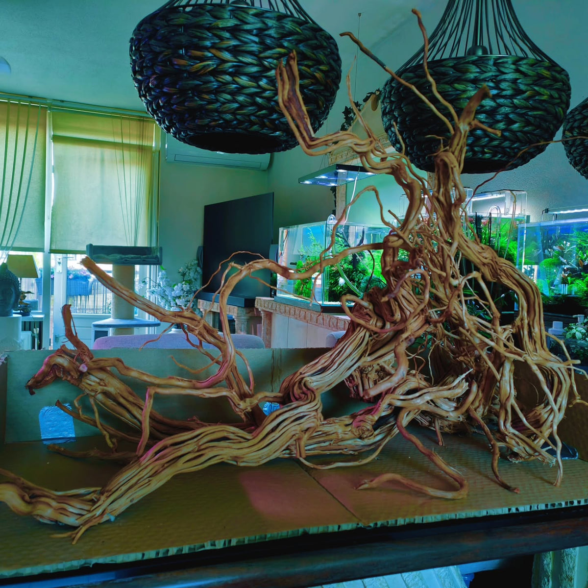 Publication Instagram par @aquascapebarendrecht
