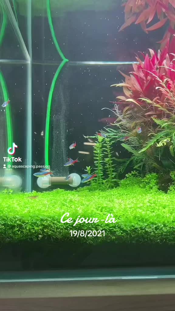 Vidéo TikTok par @aquascaping.passion