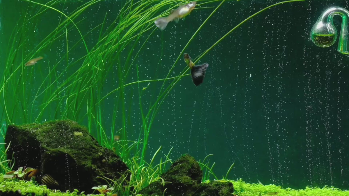Charger la vidéo: The most advanced CO2 systems for planted aquariums: dual-stage regulators, diffusers and complete kits