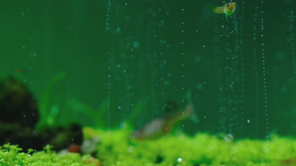 Charger la vidéo: Carpets need CO2: low, dense plants filling in under steady CO2
